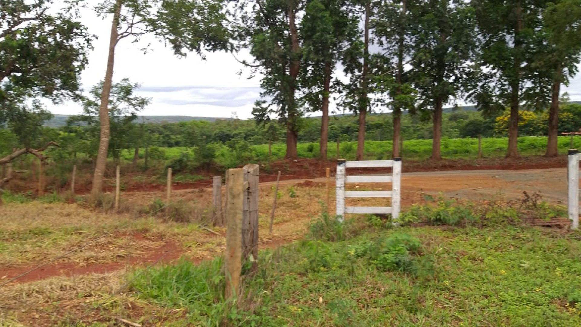 Vendo Fazenda de 794 hectares- Felixlândia-MG (16)