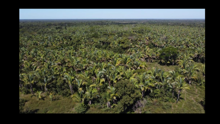 Vendo Fazenda de 80000 Hectares- Vale do Araguaia-MT c06