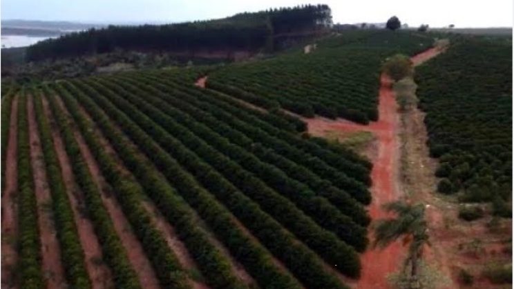 Vendo Fazenda de Café de 142 Hectares- Pimenta-MG 011