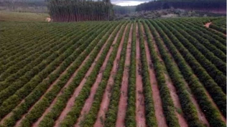 Vendo Fazenda de Café de 142 Hectares- Pimenta-MG 061