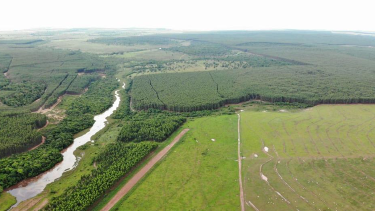 Vendo Fazenda de Eucalipto em Mato Grosso do SUL-MS (9)