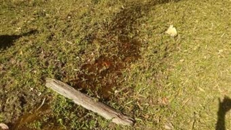 Vendo Sitio e Casa 03 Dormitórios-Zona Rural- Soledade de Minas-MG f01 (12)