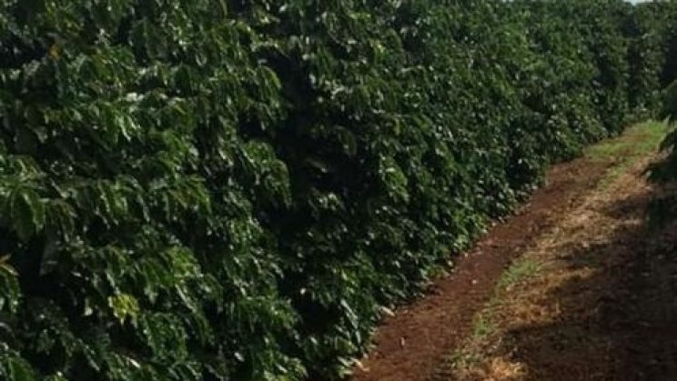 fazenda Cafeeira de 1064 hectares Araxá-MG 014