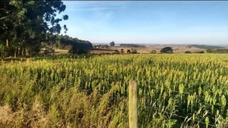 fazenda Cafeeira de 1064 hectares Araxá-MG 08