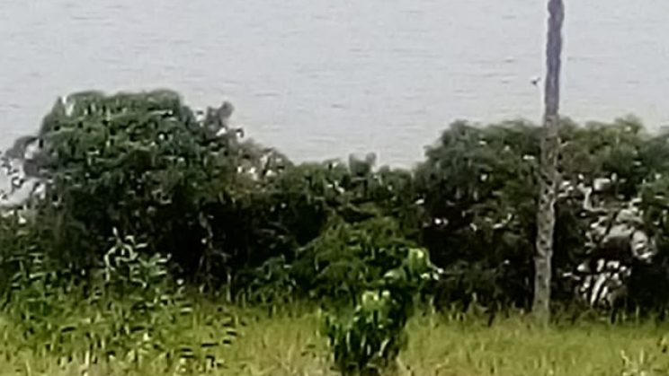 joanil 15hectares 020
